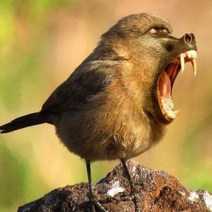 Meet your Posher, Trevor